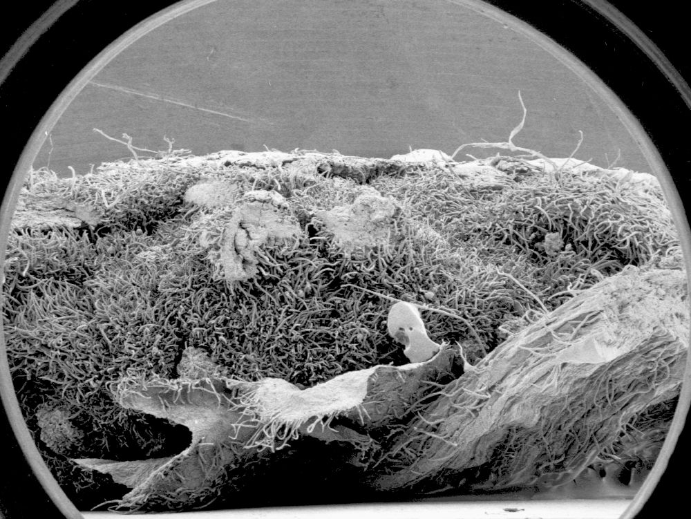 Altingiaceae Altingia 