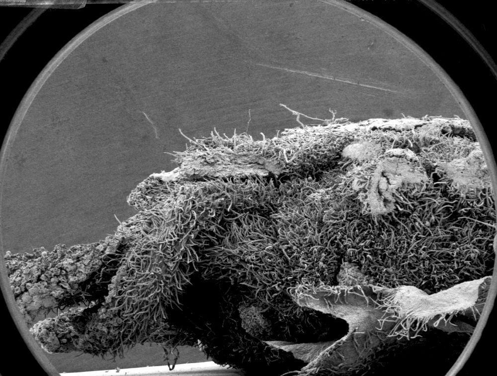 Altingiaceae Altingia 