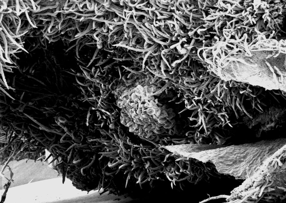 Altingiaceae Altingia 
