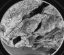 image of Altingia 