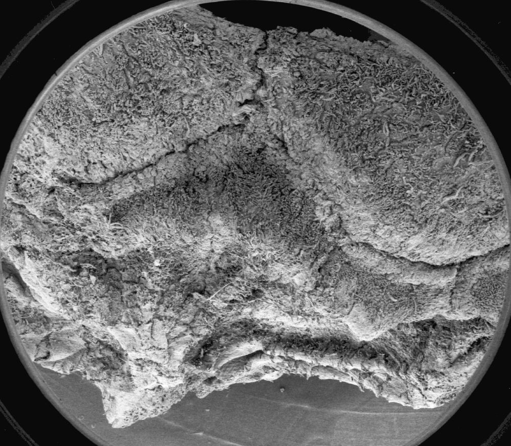 Altingiaceae Altingia 