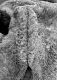 image of Altingia 
