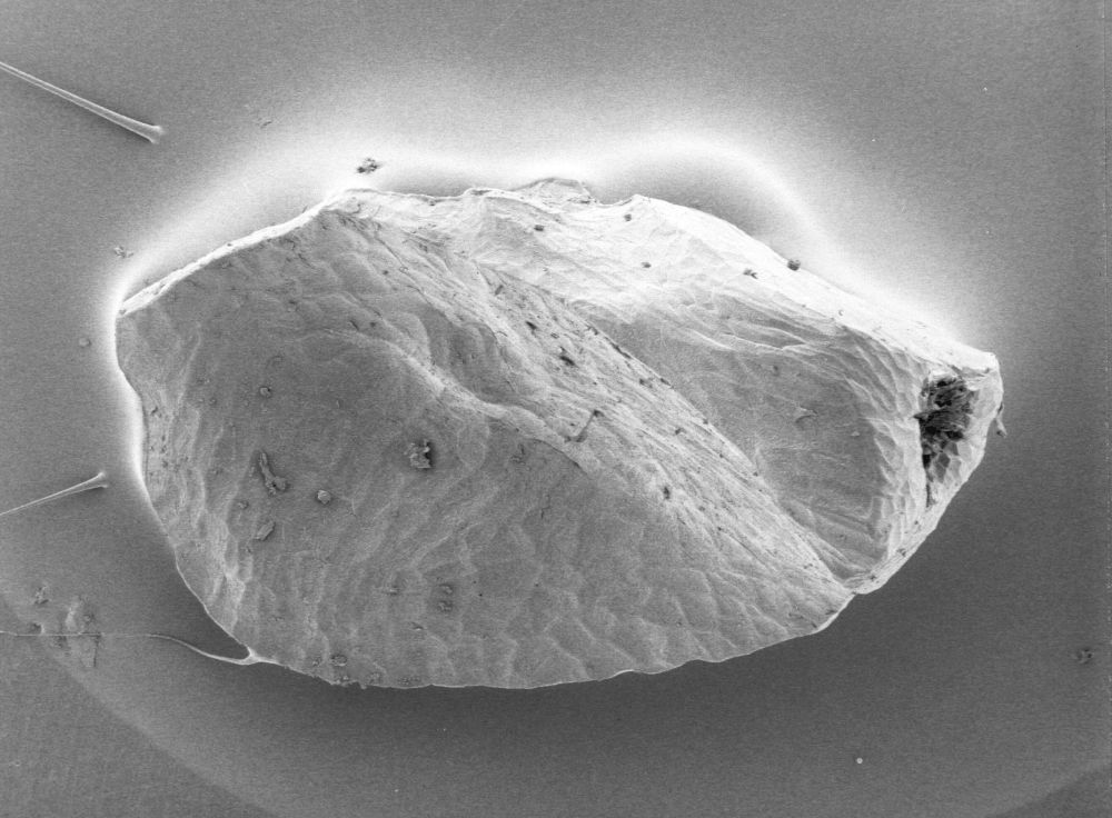 Altingiaceae Altingia 