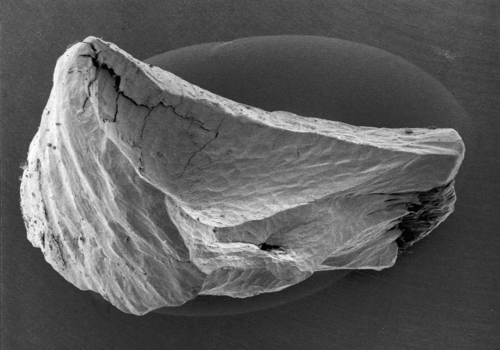Altingiaceae Altingia 