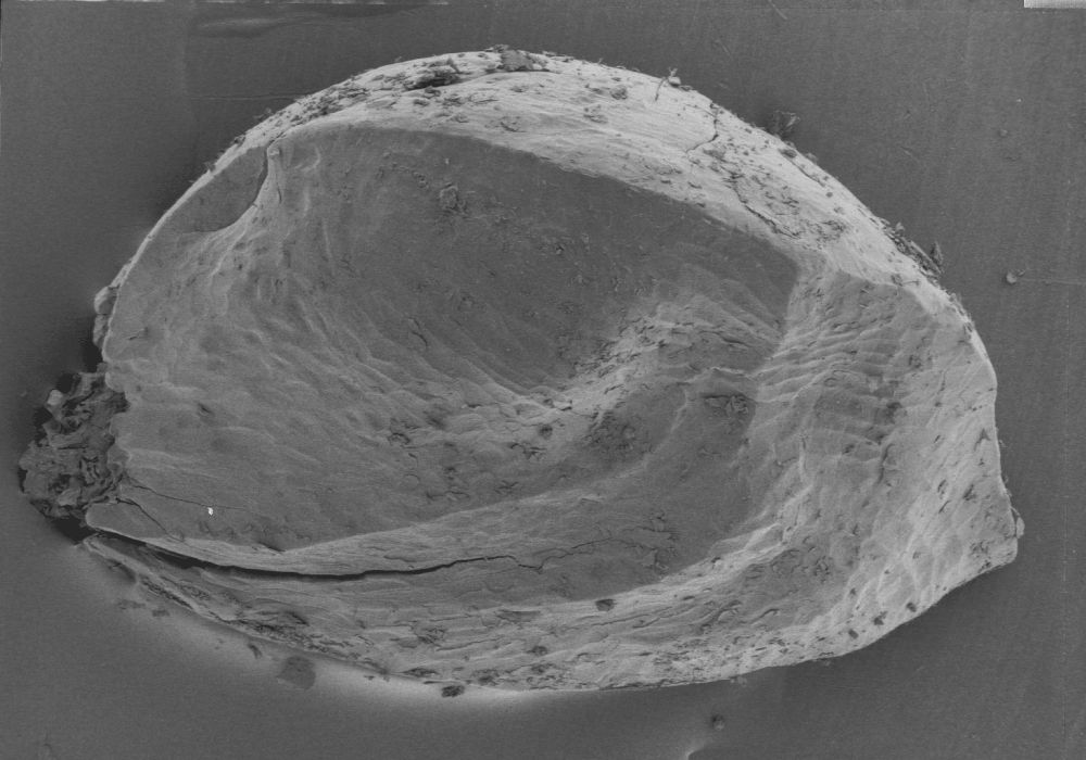 Altingiaceae Altingia 