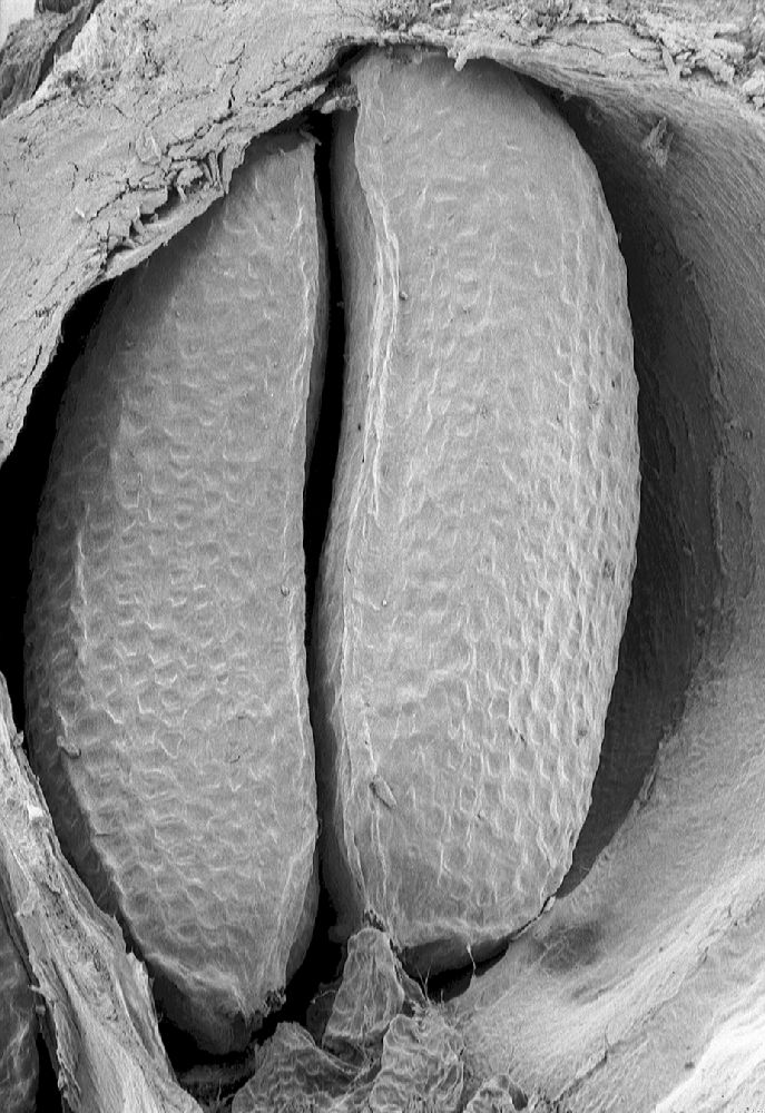 Hypericaceae Vismia macrophylla
