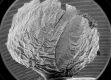 image of Vismia ferruginea