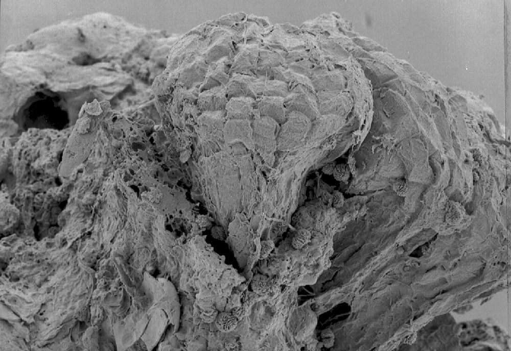 Clusiaceae Paleoclusia chevalieri