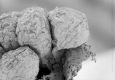 image of Paleoclusia chevalieri