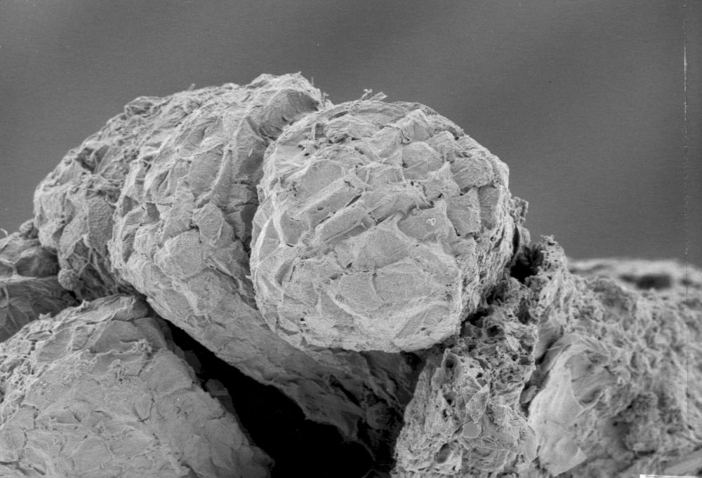 Clusiaceae Paleoclusia chevalieri