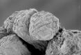 image of Paleoclusia chevalieri