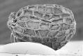image of Paleoclusia chevalieri