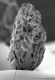 image of Paleoclusia chevalieri