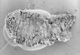 image of Paleoclusia chevalieri