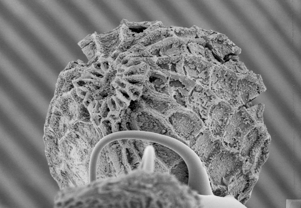 Clusiaceae Paleoclusia chevalieri