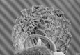 image of Paleoclusia chevalieri