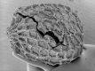 image of Paleoclusia chevalieri