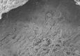 image of Paleoclusia chevalieri