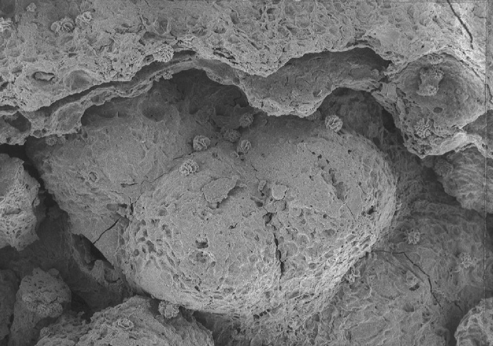 Clusiaceae Paleoclusia chevalieri