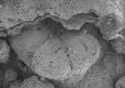 image of Paleoclusia chevalieri