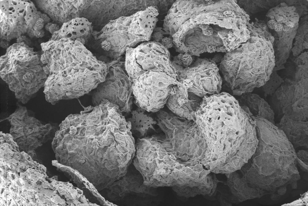 Clusiaceae Paleoclusia chevalieri