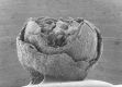 image of Paleoclusia chevalieri