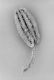 image of Astrocarpus clusii