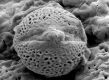 image of Hydrangea anomala