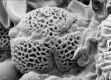 image of Hydrangea anomala