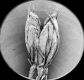 image of Saxifraga michauxii