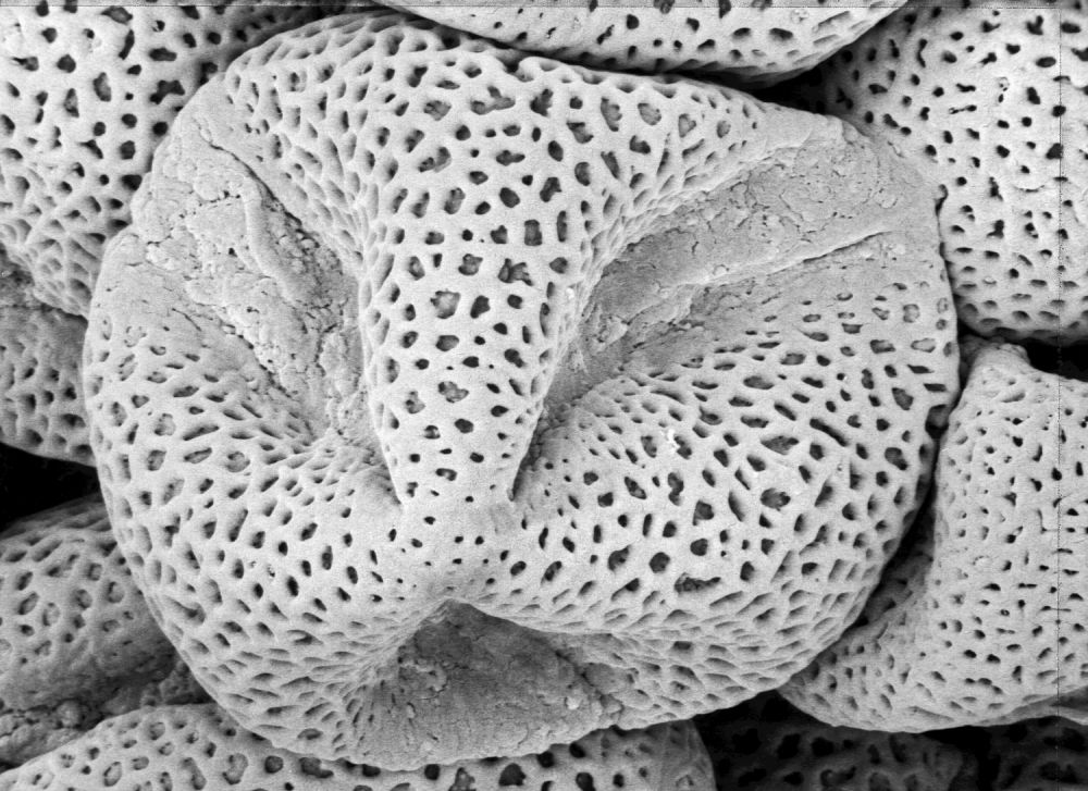 Saxifragaceae Saxifraga virginiensis