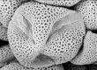 image of Saxifraga virginiensis
