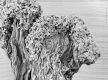 image of Hydrangea opuloides