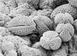 image of Hydrangea serratifolia