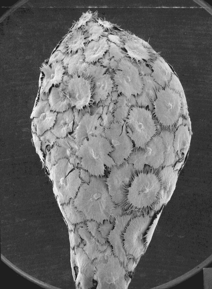 Elaeagnaceae Elaeagnus umbellata