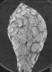 image of Elaeagnus umbellata