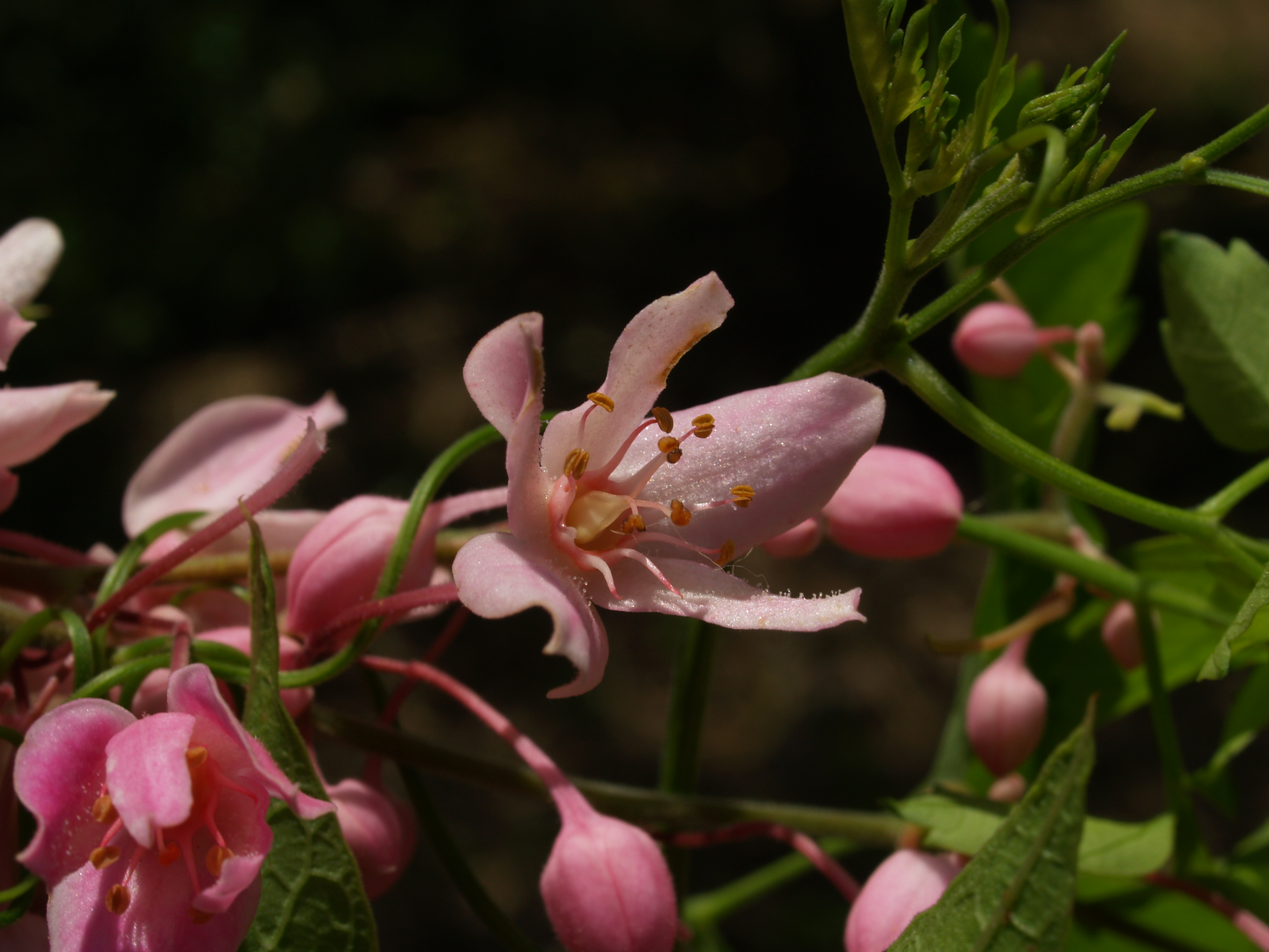 Polygonaceae Antigonon cinerascens