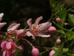 image of Antigonon cinerascens
