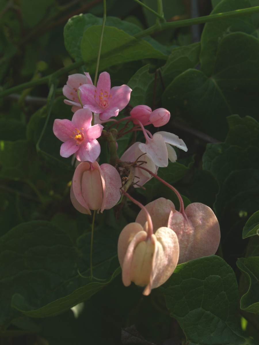 Polygonaceae Antigonon cinerascens