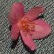 image of Antigonon cinerascens