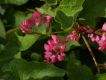 image of Antigonon leptopus