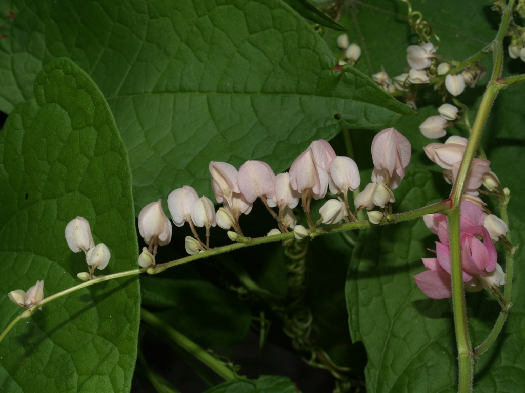 Polygonaceae Antigonon leptopus