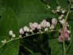 image of Antigonon leptopus