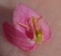 image of Antigonon leptopus