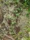 image of Muehlenbeckia tamnifolia