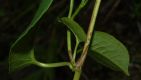 image of Muehlenbeckia tamnifolia