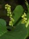 image of Muehlenbeckia tamnifolia