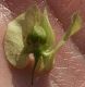 image of Antigonon flavescens