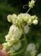image of Antigonon flavescens
