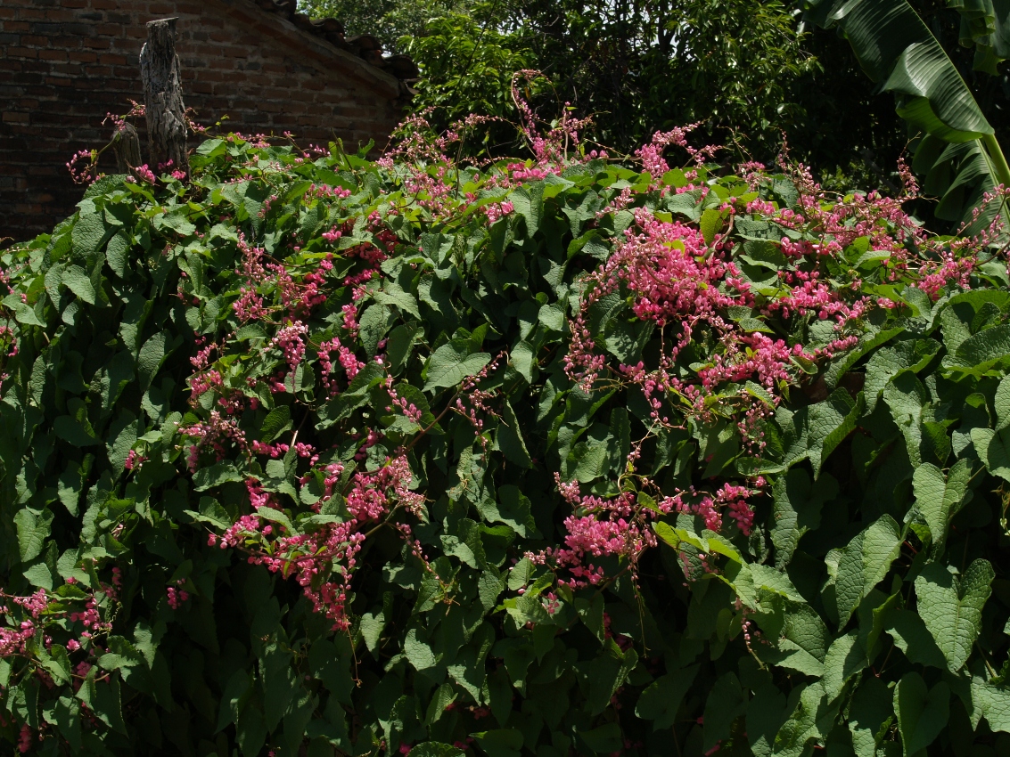 Polygonaceae Antigonon leptopus